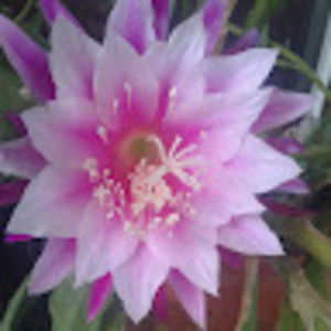 Meet your Posher, Tiffani